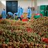 Fruits Processing Plant