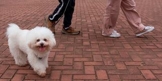 pet dog