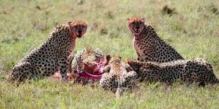 Cheetahs