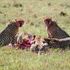 Cheetahs 