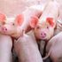 Pig farm