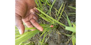 Mwea rice