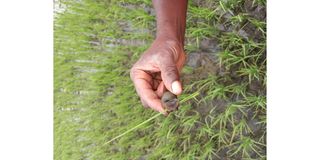 Mwea Rice