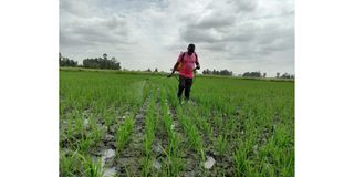 mwea Rice
