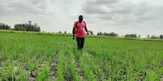 Mwea Rice