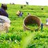 Tea pickers 