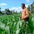 Maize farm