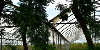 Karuturi greenhouse