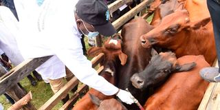 livestock vaccination