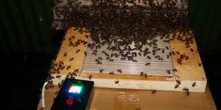bee venom harvester