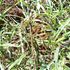 African armyworms