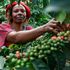 Coffee farmer