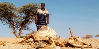 Marsabit Drought
