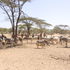 Cattle is diminishing in the North 