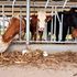 Dairy cows