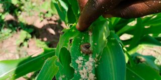 Armyworms