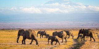 Elephants at Amboseli , jumbos