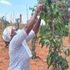 Alice Nalianya