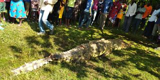 crocodile