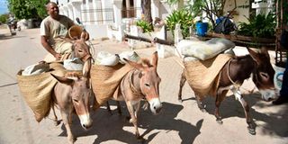 donkeys
