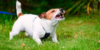 barking dog