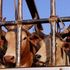 cattle