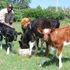 calves
