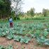 Agriculture