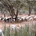 A young boy grazes goats at Ngutuk in Samburu East.