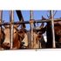 cattle