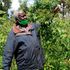 Meru miraa farmer