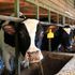 Dairy cows