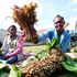 Miraa exports Somalia