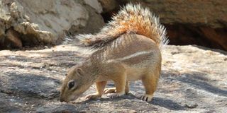 A squirrel.