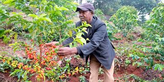 Thiriku Coffee Factory