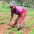 traditional vegetables 
