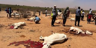Livestock drought