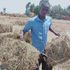 Herder carries hay
