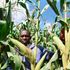 Kenyan farmer