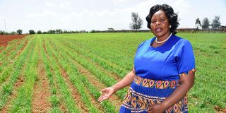 Prisca Keter, a farmer in Kabobo in Soy Constituency, Uasin Gishu County shows her millet crop on May 21, 2022