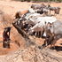 A Samburu herdsboy watering livestock at Kom area.
