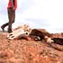 cow carcass