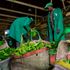 Tea factory in Nyeri