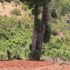 Farming in Mt Kenya