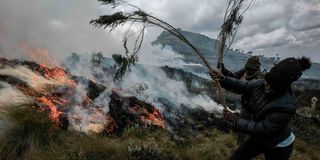 forest fire