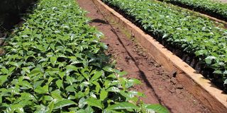 A coffee nursery bed at Muroki Coffee Farmers Cooperative Society in Saboti sub-county, Trans Nzoia county