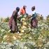 Shamba system