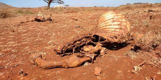 Dead animals in Marsabit