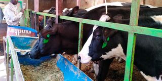 Dairy cows