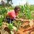 GM foods